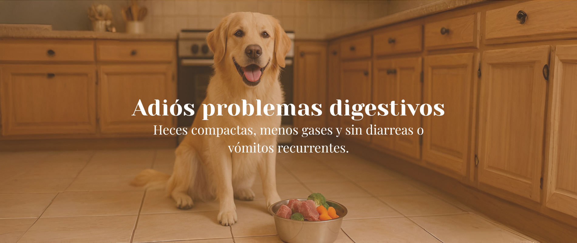 Inicio Golden Retriever junto a un cuenco de comida real, símbolo de mejor digestión con dieta natural