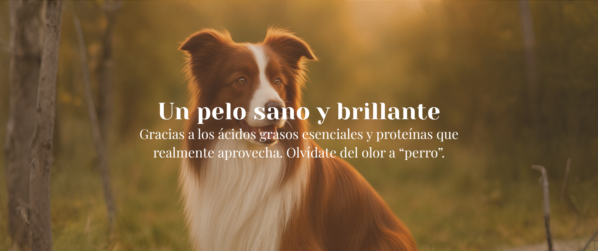 Inicio Perro de pelo largo en el campo, representación de un pelaje sano con alimentación natural