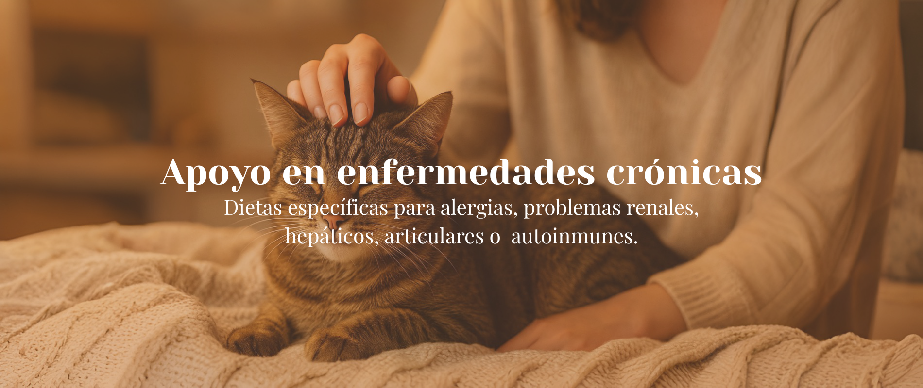 Inicio Gato descansando en sofá, ejemplo de dieta natural para enfermedades crónicas