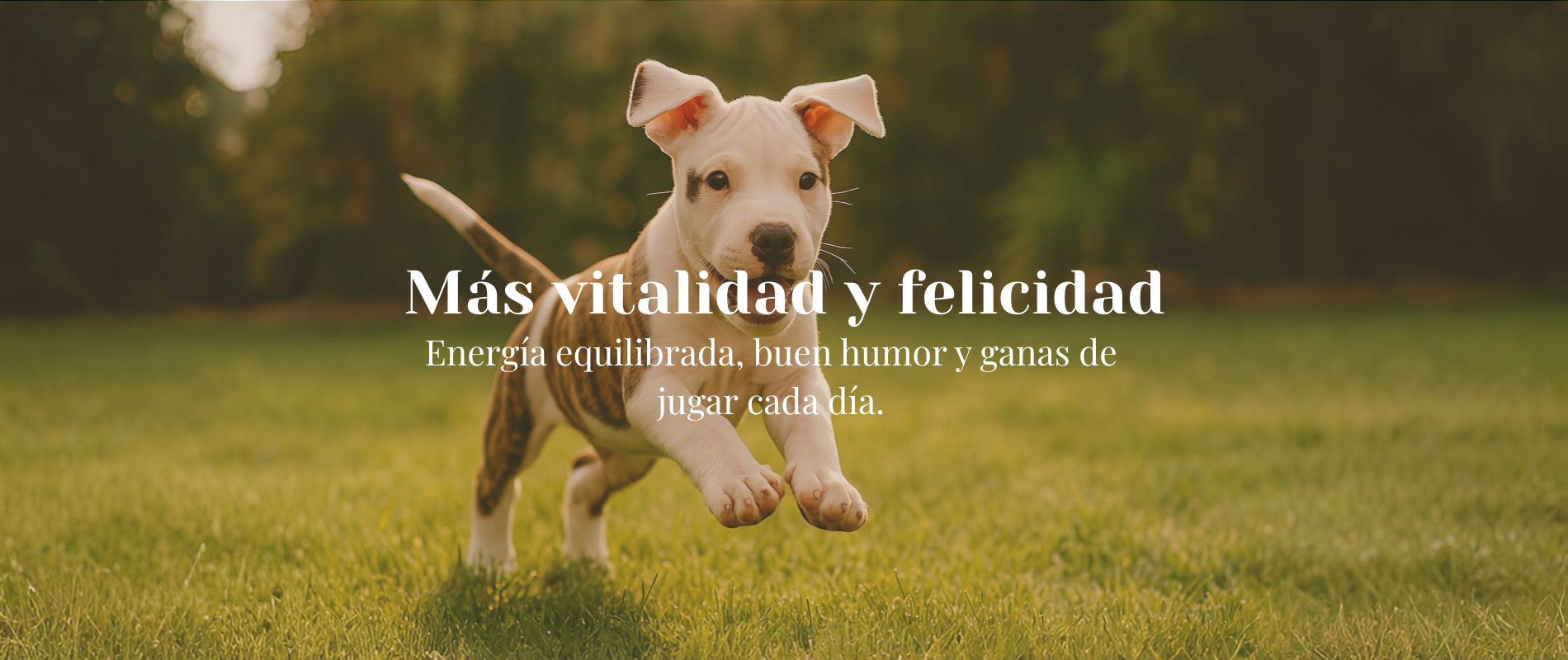 Inicio Cachorro corriendo en el césped con más energía gracias a la comida natural