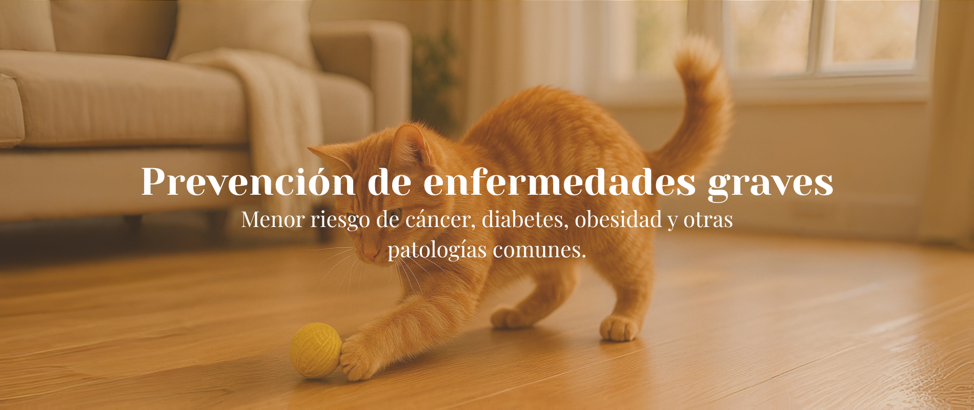 Inicio Gato jugando en casa, representación de salud y prevención con comida real