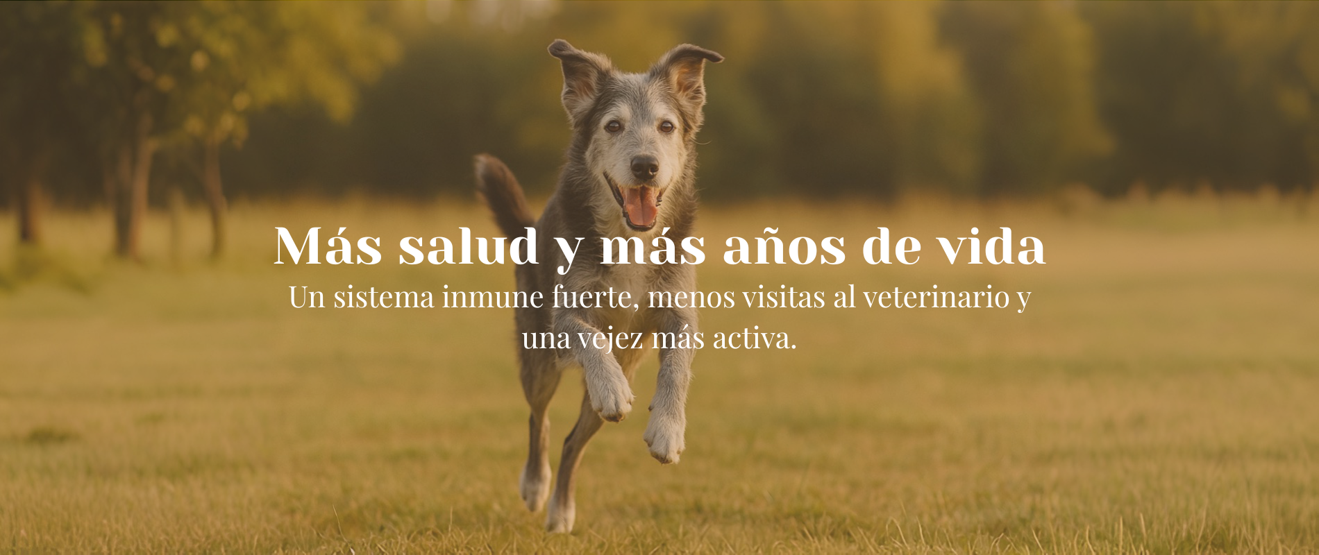Inicio Perro senior corriendo con energía, representación de longevidad gracias a la alimentación natural