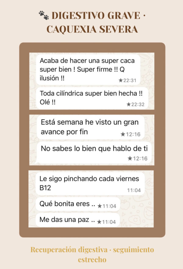 Asesorías Testimonio de tutora tras asesoría nutricional para perro con problemas digestivos graves y caquexia.