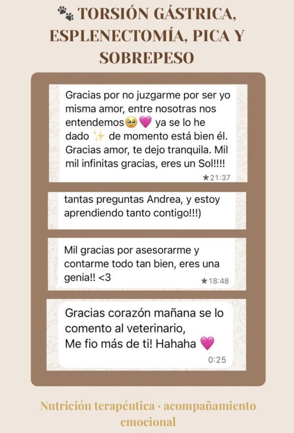 Asesorías Mensaje de tutora tras asesoría nutricional para perro con torsión gástrica, pica y sobrepeso.