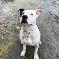 Tyler, perro de Andrea (nutricionista de perros) alimentado con dieta natural