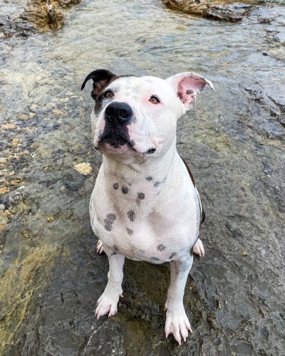 Tyler, perro de Andrea (nutricionista de perros) alimentado con dieta natural